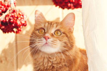 Cute red Cat - sweet pet - fluffy kittenの写真素材