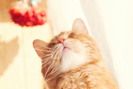 Cute red Cat - sweet pet - fluffy kittenの写真素材