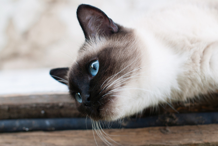Beautiful Siamese Purebred Cat with Blue Eyes - Pets Care Conceptの写真素材