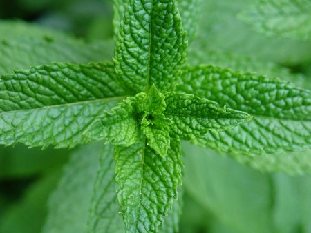 Fresh green mint plant close-up