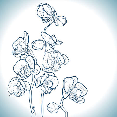 orchid isolated on whiteのイラスト素材