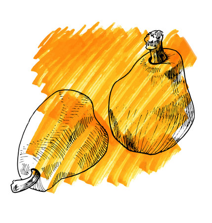 Vector watercolor and sketch hand drawn vintage illustration of pearのイラスト素材