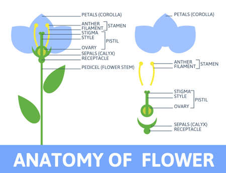 Infographics anatomy of a flower. Structures in cross section. In the flat style.のイラスト素材