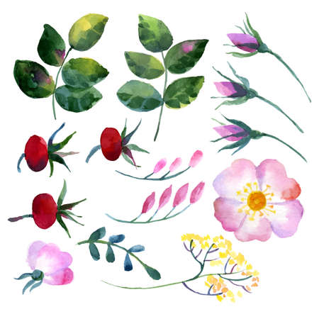 Set of watercolor elements rosehipのイラスト素材