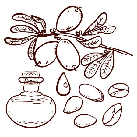 Set of isolated branches, leaves, nuts, fruits, argan tree (ironwood). Suitable for packing Argan oil creams. Vector illustration of a hand drawn styleのイラスト素材