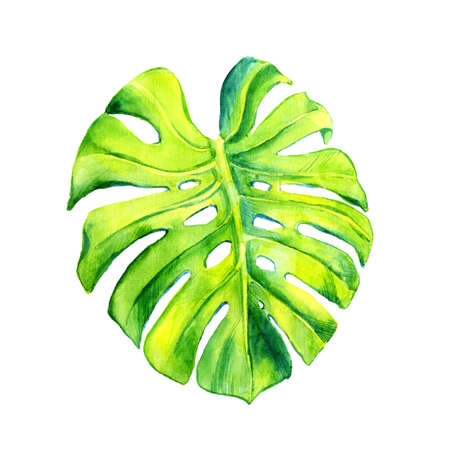 A leaf of a tropical plant. Monstera, philodendronの写真素材