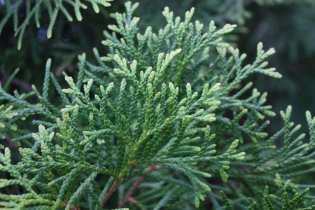 Branch 