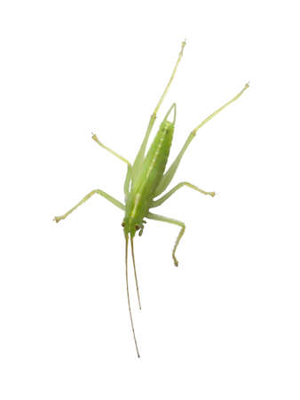 Grasshopper on a white backgroundの写真素材