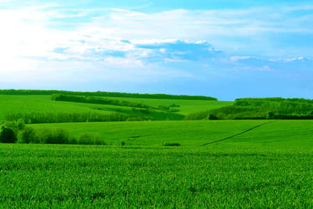Green field with trees and skyの写真素材