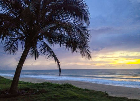 View of coconut tree on the beach in the eveningの素材
