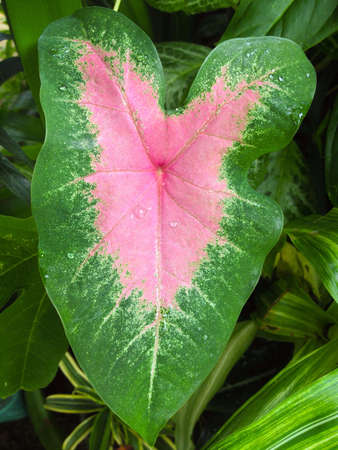 Pink heart of a big bonnie leafの素材