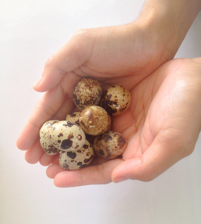 Small Quail eggs in handの素材