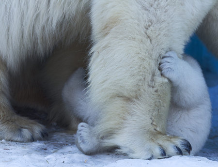 Polar bear with cub on snow. Polar bear mom teaches the kid to growl.