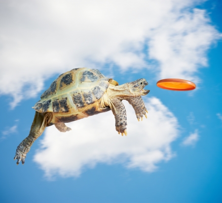 Turtle jumps and catches the flying diskの写真素材