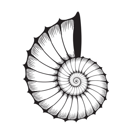 Sea shell clam silhouette on whiteのイラスト素材