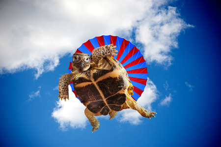Turtle jumping with a parachuteの写真素材