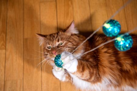 A photo of Kurilian bobtail catの写真素材