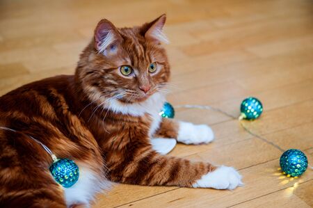 A photo of Kurilian bobtail cat on wooden floorの写真素材