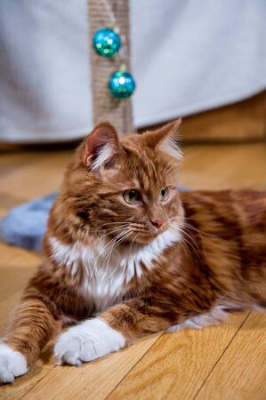 A photo of Kurilian bobtail cat on wooden floorの写真素材