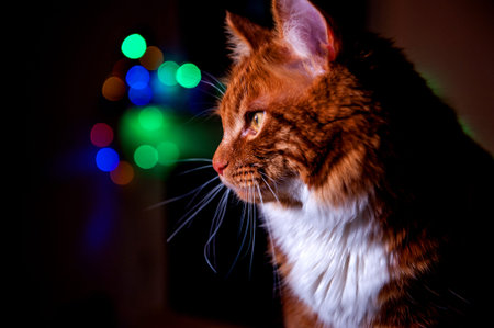 A photo of Kurilian bobtail cat on blurred christmas background