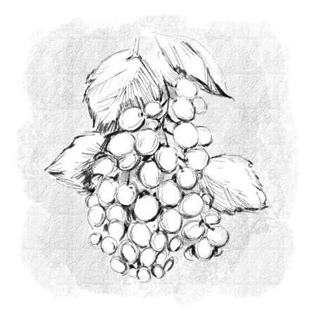 A vine hand-drawn in pencil. Illustration of grapes with leavesの写真素材