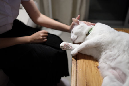 A young female student in a Thai university uniform sits on a sofa in the living room, playing with White Khao Manee cat. Animal and human interaction.の写真素材