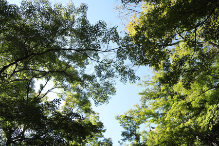 The view of green maple leaves against the blue sky.の写真素材