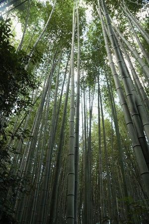 A low-angle view of tall bamboo with many leaves against the blue sky.
