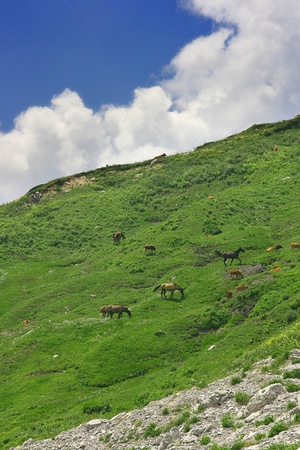High in the mountains, the green meadows, grazing horses and cowsの写真素材