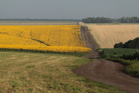 Summer landscape of endless farm fields of cereal