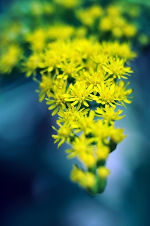 Bunch of yellow flowers for postcard or greetingの写真素材