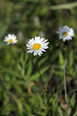 Three beautiful spring daisies in a fieldの写真素材