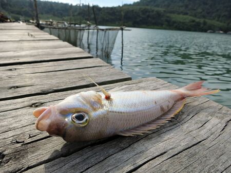 Caught fish on the pier village in the tropics                      の写真素材