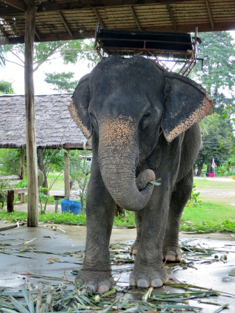 An elephant eats green grass holding her in the trunkの写真素材