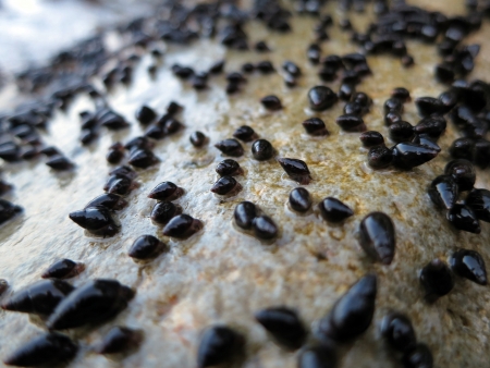 A lot of clams on a rock near the ocean  の写真素材