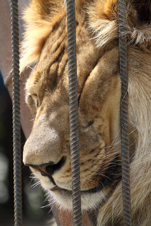 Lion in a zoo cage dreams of freedomの写真素材
