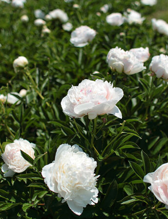 White peony bushes in spring sunny day in the gardenの写真素材