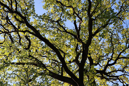 Spring leaves on the branches of a tree in the sun