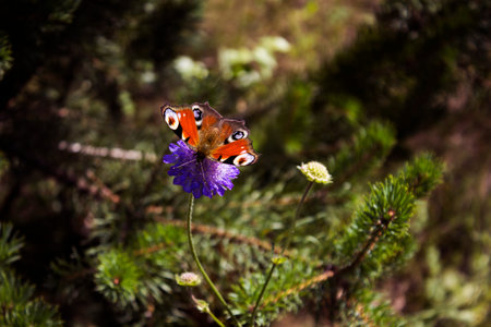 butterfly on a flowerの写真素材