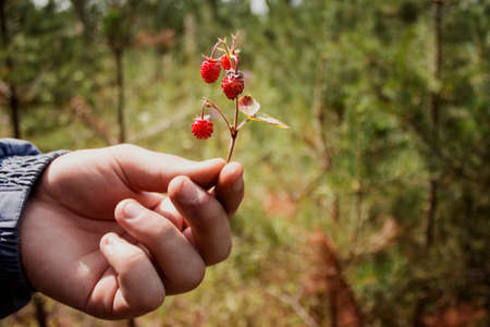 wild strawberryの写真素材