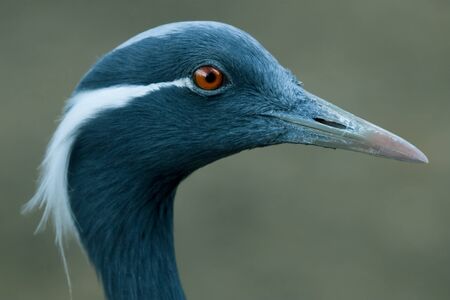 demoiselle crane on the wildernessの写真素材