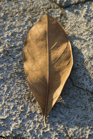 dry leaf on dry ground