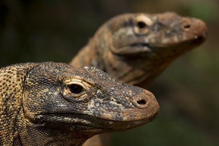 twin komodo dragon sunbathing on wildernessの写真素材