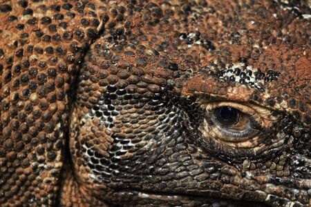 komodo dragon extreme close upの写真素材