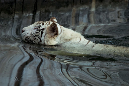 white bengal tiger swimming at lakeの写真素材
