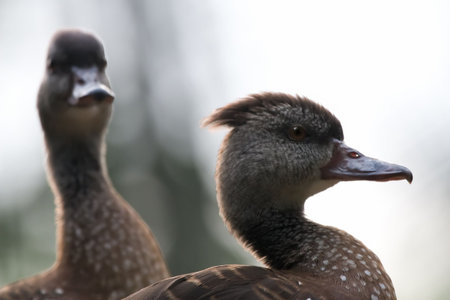 brown tufted wood duck