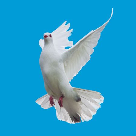 white dove flying isolatedの写真素材