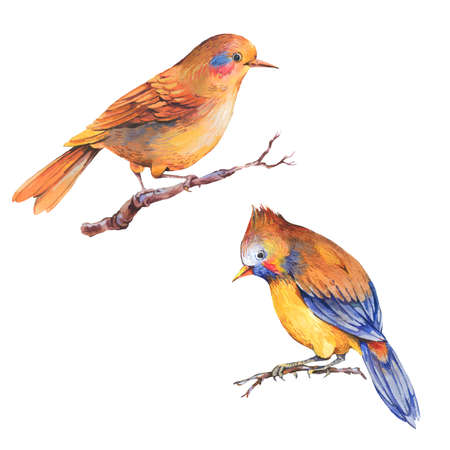 Set of colorful watercolor fantasy forest birds isolated on white background, natural objects, watercolor birds collection, cute characterの写真素材