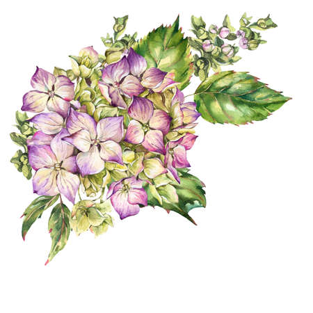 Watercolor blooming hydrangea, leaves, buds. Natural botanical floral collection isolated on white background, Summer Flowersの写真素材