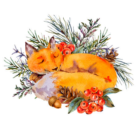 Watercolor woodland fox greeting card, Sleeping fox in the forest. Spruce branch, berries, pine cone and autumn leaves. Natural illustration isolated on white backgroundの写真素材